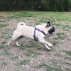 Meet your Posher, Haley